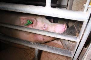 Farrowing crates at Girgarre Piggery VIC - Australian pig farming - Captured at Girgarre Piggery, Kyabram VIC Australia.