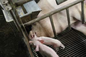 Farrowing crates at Nambeelup Piggery WA - Australian pig farming - Captured at Nambeelup Piggery, Nambeelup WA Australia.