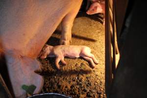 Farrowing crates at Culcairn Piggery NSW - Australian pig farming - Captured at Culcairn Piggery, Culcairn NSW Australia.