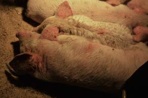 Piglets with mange - Australian pig farming - Captured at Korunye Park Piggery, Korunye SA Australia.