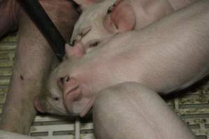 Farrowing crates at Dublin Piggery SA - Australian pig farming - Captured at Dublin Piggery, Dublin SA Australia.