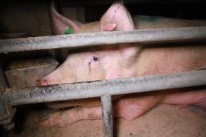 Farrowing crates at Girgarre Piggery VIC - Australian pig farming - Captured at Girgarre Piggery, Girgarre VIC Australia.