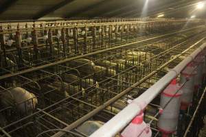 Wide view of sow stall shed from above - Australian pig farming - Captured at Grong Grong Piggery, Grong Grong NSW Australia.