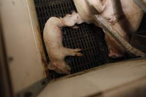 Farrowing crates at Mindarra Piggery WA - Australian pig farming - Captured at Mindarra Piggery (module 1), Boonanarring WA Australia.