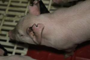 Farrowing crates at Dublin Piggery SA - Australian pig farming - Captured at Dublin Piggery, Dublin SA Australia.