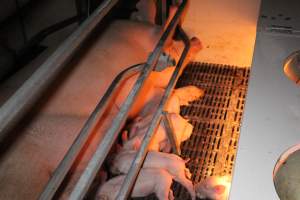 Farrowing crates at Sheaoak Piggery SA - Australian pig farming - Captured at Sheaoak Piggery, Shea-Oak Log SA Australia.