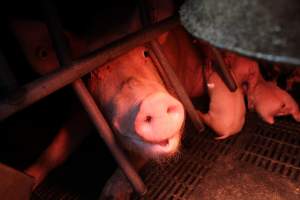 Farrowing crates at Wasleys Tailem Bend Piggery SA - Australian pig farming - Captured at Tailem Bend Piggery, Tailem Bend SA Australia.