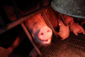 Farrowing crates at Wasleys Tailem Bend Piggery SA - Australian pig farming - Captured at Wasleys Tailem Bend Piggery, Tailem Bend SA Australia.