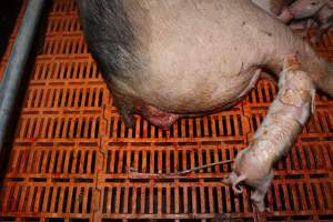 Farrowing crates at Wasleys Piggery SA - Australian pig farming - Captured at Wasleys Piggery, Pinkerton Plains SA Australia.