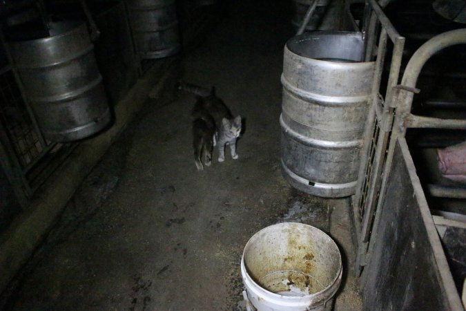 Cats in aisle - Australian pig farming - Captured at Wellington Piggery, Wellington SA Australia.