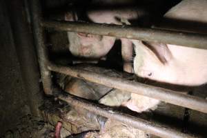 Rotting pig being eaten by other pigs - Cannibalised dead pig - Captured at Light Piggery, Lower Light SA Australia.