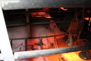 Sow with pressure sore - Australian pig farming - Captured at Finniss Park Piggery, Mannum SA Australia.