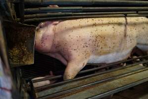 Farrowing crates at Yelmah Piggery SA - Australian pig farming - Captured at Yelmah Piggery, Magdala SA Australia.