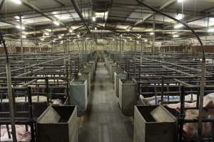 Looking down aisle of farrowing shed - Loose piglets in aisle - Captured at Bungowannah Piggery, Bungowannah NSW Australia.