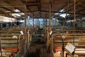 Looking down aisle of farrowing shed - Australian pig farming - Captured at Yelmah Piggery, Magdala SA Australia.