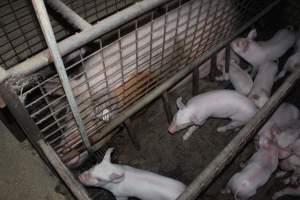 Farrowing crates at Willawa Piggery NSW - Australian pig farming - Captured at Willawa Piggery, Grong Grong NSW Australia.