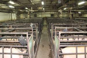 Looking down aisle of farrowing shed - Australian pig farming - Captured at Bungowannah Piggery, Bungowannah NSW Australia.