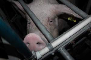 Farrowing crates at Selko Piggery NSW - Australian pig farming - Captured at Selko Piggery, Narrandera NSW Australia.