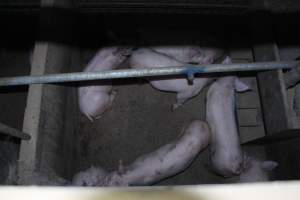 Grower pens underneath farrowing crates - Australian pig farming - Captured at Willawa Piggery, Grong Grong NSW Australia.