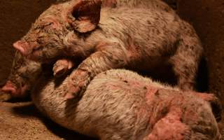 Piglets with mange - Australian pig farming - Captured at Korunye Park Piggery, Korunye SA Australia.