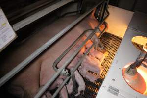 Farrowing crates at Sheaoak Piggery SA - Australian pig farming - Captured at Sheaoak Piggery, Shea-Oak Log SA Australia.