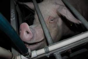 Farrowing crates at Selko Piggery NSW - Australian pig farming - Captured at Selko Piggery, Narrandera NSW Australia.