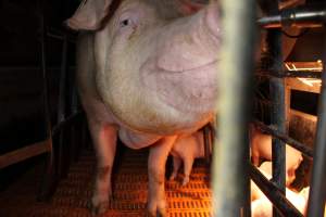 Farrowing crates at Huntly Piggery NSW - Australian pig farming - Captured at Huntly Piggery, Huntly North VIC Australia.