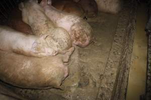 Grower/finisher pigs living in excrement - Australian pig farming - Captured at Narrogin Piggery, Dumberning WA Australia.