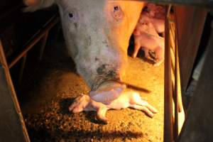 Mother with dead piglet - Australian pig farming - Captured at Culcairn Piggery, Culcairn NSW Australia.