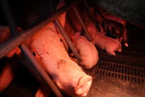 Farrowing crates at Wasleys Tailem Bend Piggery SA - Australian pig farming - Captured at Wasleys Tailem Bend Piggery, Tailem Bend SA Australia.