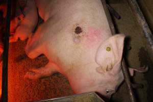 Sow with pressure sore - Australian pig farming - Captured at Finniss Park Piggery, Mannum SA Australia.