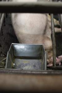 Farrowing crates at Nambeelup Piggery WA - Australian pig farming - Captured at Nambeelup Piggery, Nambeelup WA Australia.