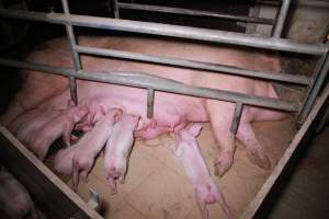 Farrowing crates at Girgarre Piggery VIC - Australian pig farming - Captured at Girgarre Piggery, Girgarre VIC Australia.