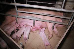 Farrowing crates at Girgarre Piggery VIC - Australian pig farming - Captured at Girgarre Piggery, Kyabram VIC Australia.