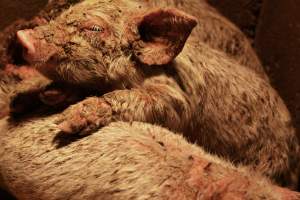 Piglets with mange - Australian pig farming - Captured at Korunye Park Piggery, Korunye SA Australia.