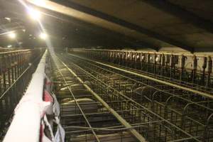 Wide view of huge sow stall shed - Australian pig farming - Captured at Grong Grong Piggery, Grong Grong NSW Australia.