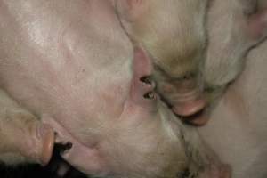 Farrowing crates at Dublin Piggery SA - Australian pig farming - Captured at Andgar Piggery, Dublin SA Australia.