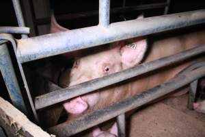 Farrowing crates at Girgarre Piggery VIC - Australian pig farming - Captured at Girgarre Piggery, Girgarre VIC Australia.