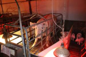 Farrowing crates at Wasleys Tailem Bend Piggery SA - Australian pig farming - Captured at Tailem Bend Piggery, Tailem Bend SA Australia.