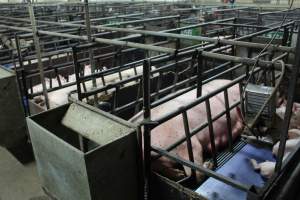 Farrowing crates at Bungowannah Piggery NSW - Australian pig farming - Captured at Bungowannah Piggery, Bungowannah NSW Australia.