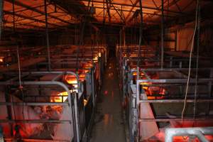 Farrowing crates at Finniss Park Piggery SA - Australian pig farming - Captured at Finniss Park Piggery, Mannum SA Australia.