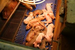 Farrowing crates at Yelmah Piggery SA - Australian pig farming - Captured at Yelmah Piggery, Magdala SA Australia.