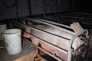 Sow with large painful prolapse - Australian pig farming - Captured at Deni Piggery, Deniliquin NSW Australia.