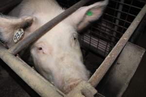 Farrowing crates at Willawa Piggery NSW - Australian pig farming - Captured at Willawa Piggery, Grong Grong NSW Australia.