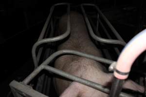 Farrowing crates at Selko Piggery NSW - Australian pig farming - Captured at Selko Piggery, Narrandera NSW Australia.