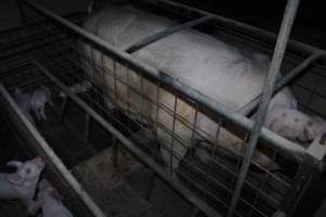 Farrowing crates at Willawa Piggery NSW - Australian pig farming - Captured at Willawa Piggery, Grong Grong NSW Australia.