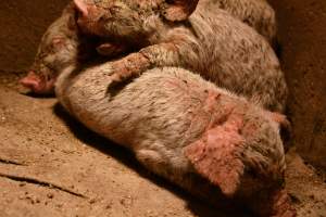 Piglets with mange - Australian pig farming - Captured at Korunye Park Piggery, Korunye SA Australia.