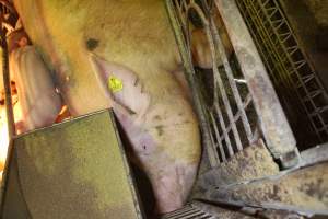 Farrowing crates at St Arnaud Piggery VIC - Australian pig farming - Captured at St Arnaud Piggery Units 2 & 3, St Arnaud VIC Australia.