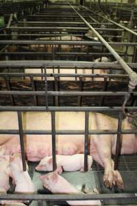 Farrowing crates at Bungowannah Piggery NSW - Australian pig farming - Captured at Bungowannah Piggery, Bungowannah NSW Australia.