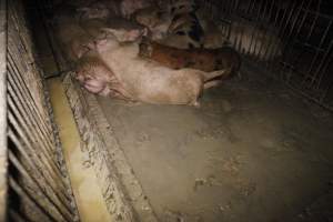 Grower/finisher pigs living in excrement - Australian pig farming - Captured at Narrogin Piggery, Dumberning WA Australia.